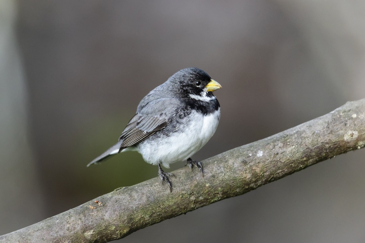 Double-collared Seedeater - ML646929761