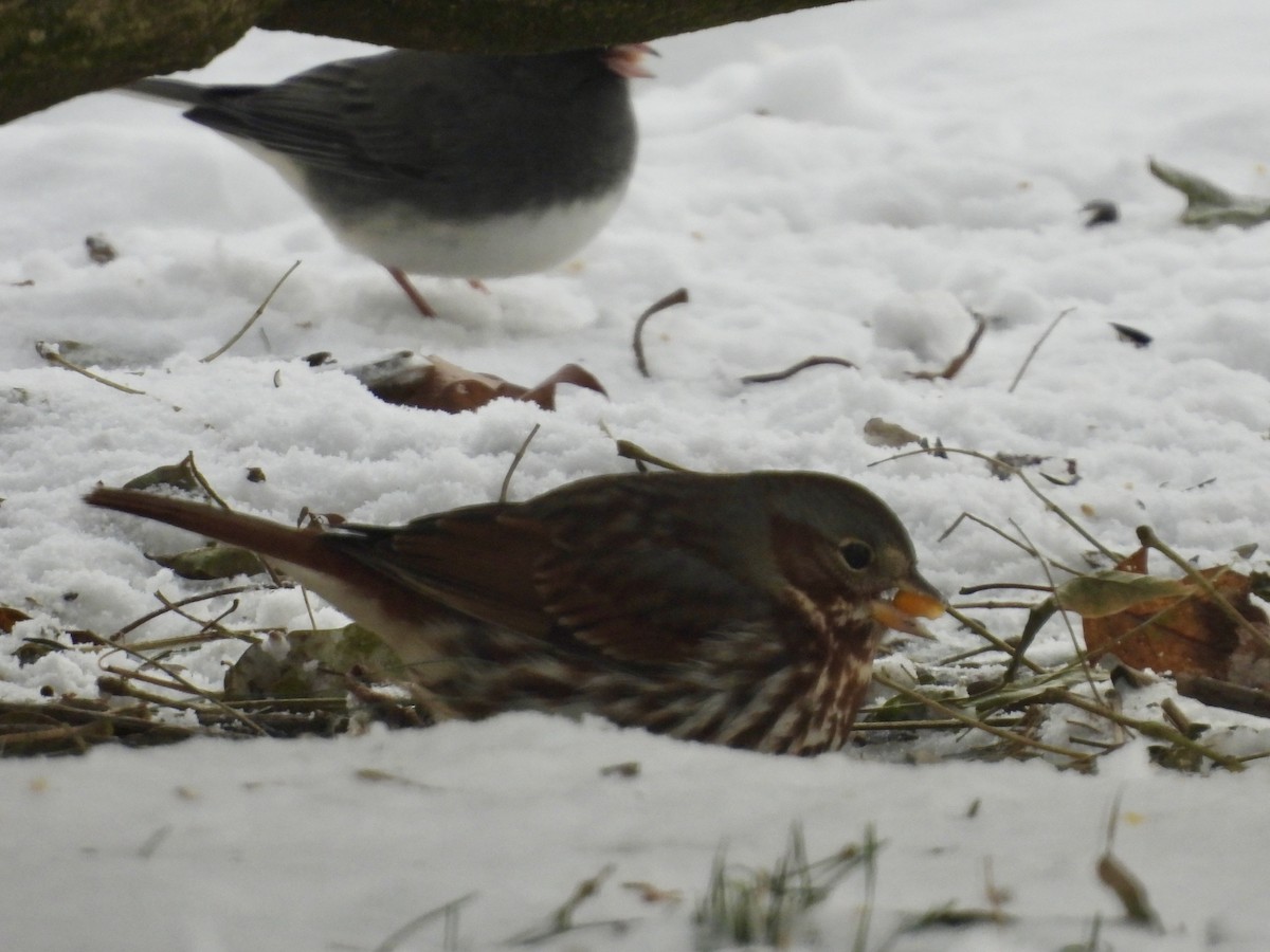 Fox Sparrow (Red) - ML646929762