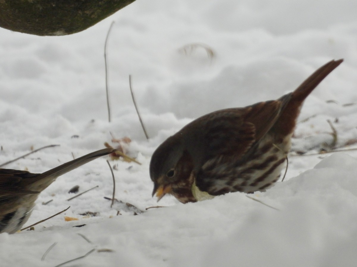 Fox Sparrow (Red) - ML646929765