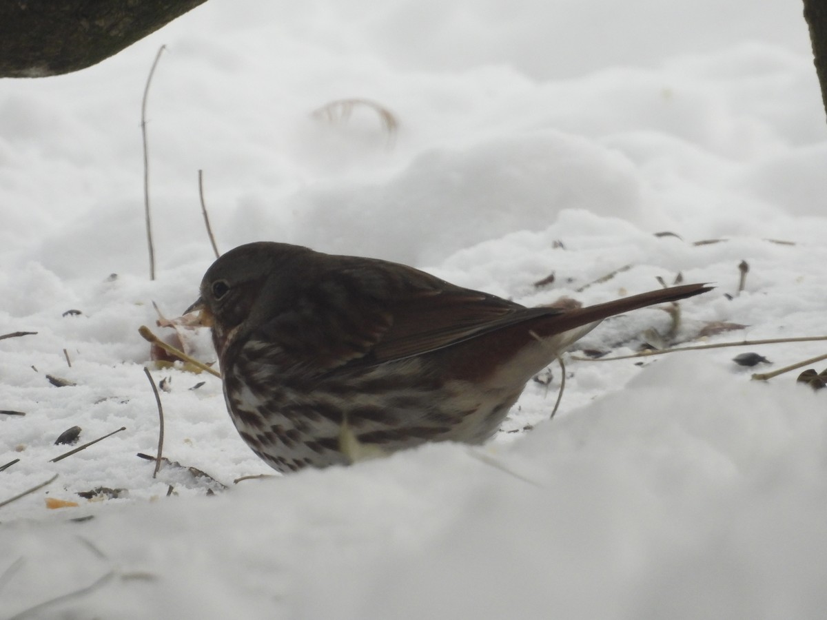 Fox Sparrow (Red) - ML646929766