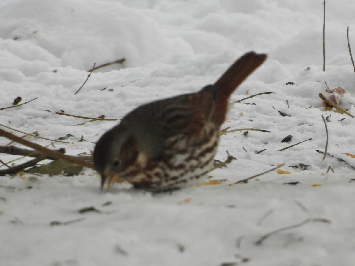 Fox Sparrow (Red) - ML646929767