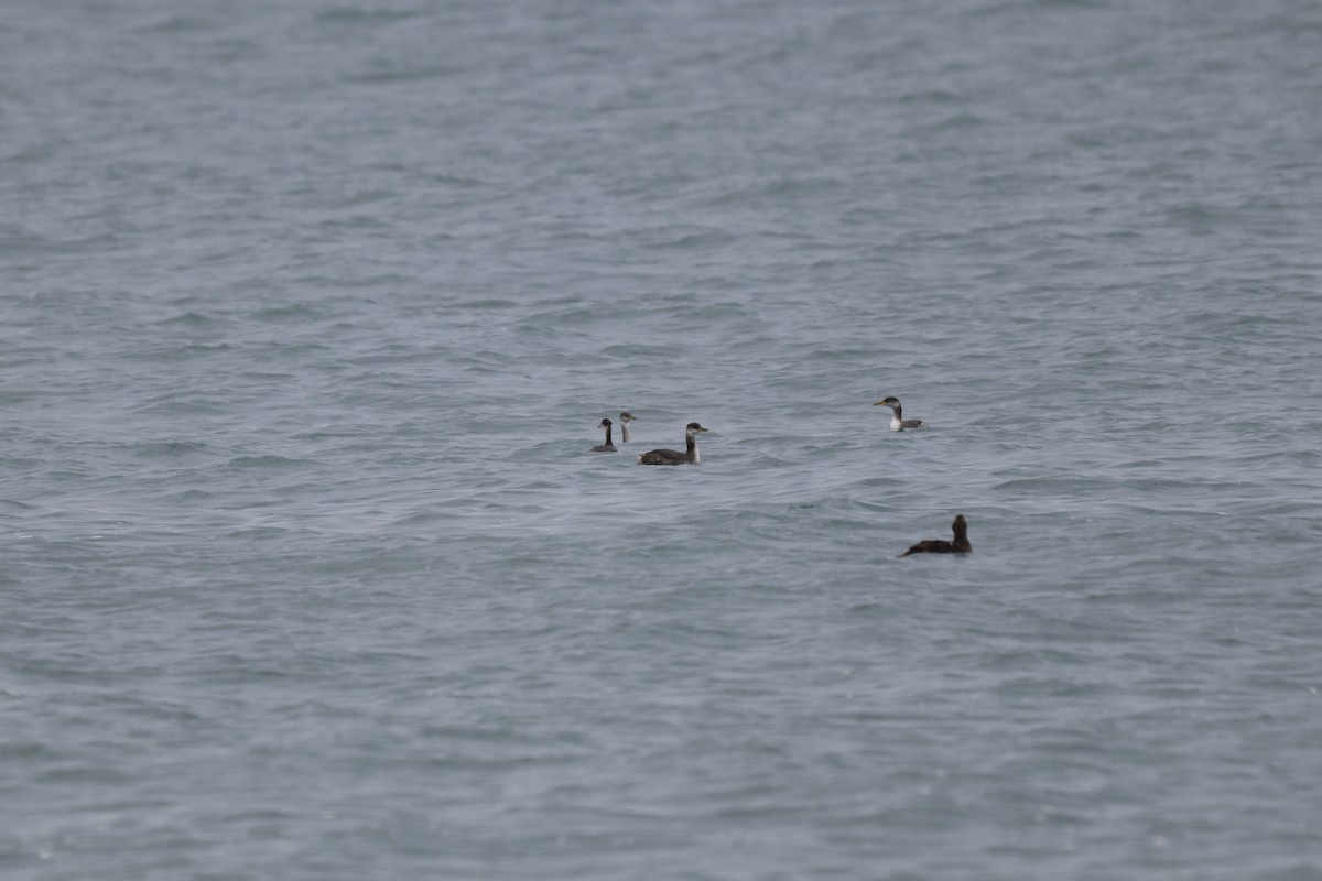 Red-necked Grebe - ML646929775