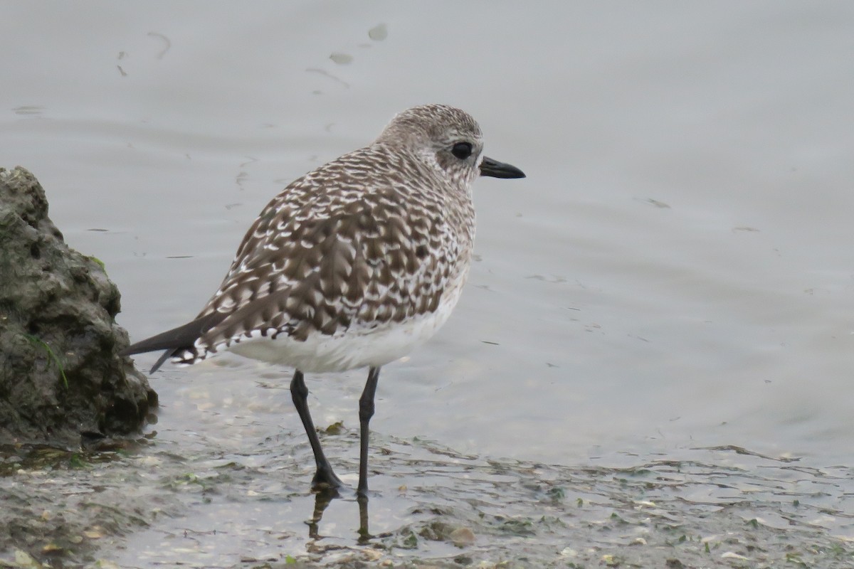 Txirri grisa - ML646929778