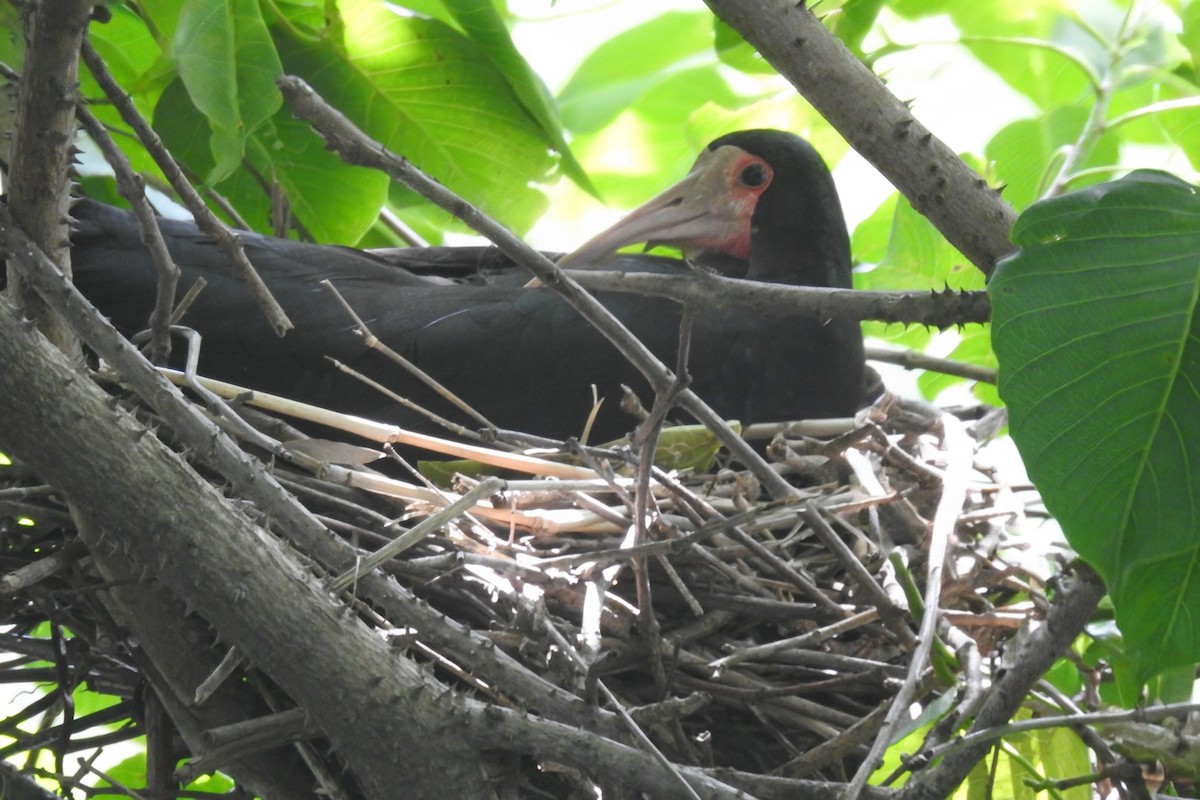 Ibis Afeitado - ML646929786