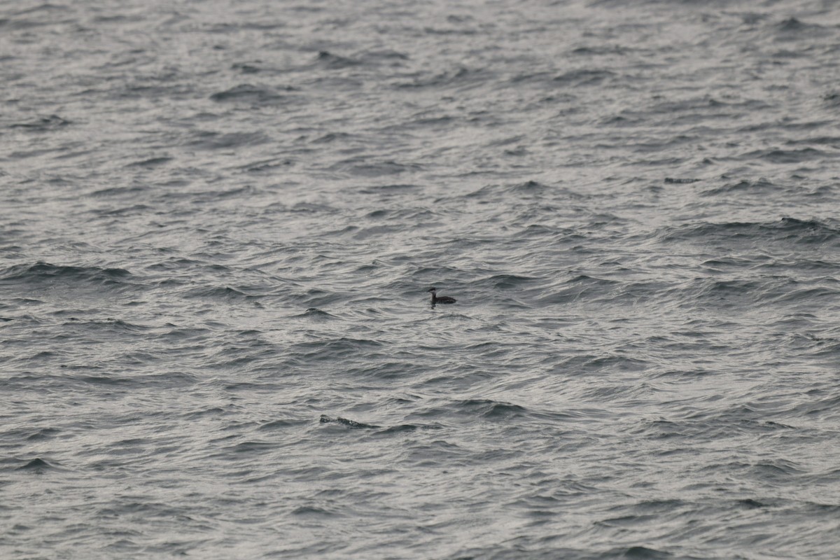 Horned Grebe - ML646929790