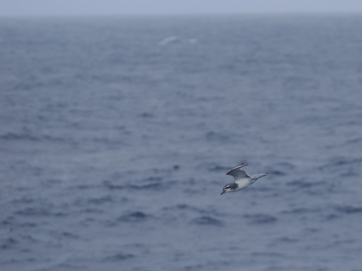 Antarctic Prion - ML646929792