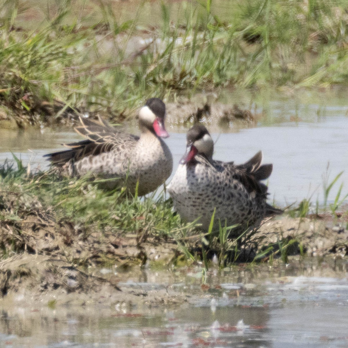 Rotschnabelente - ML646929803