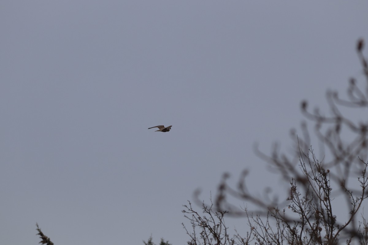 Peregrine Falcon - ML646929807