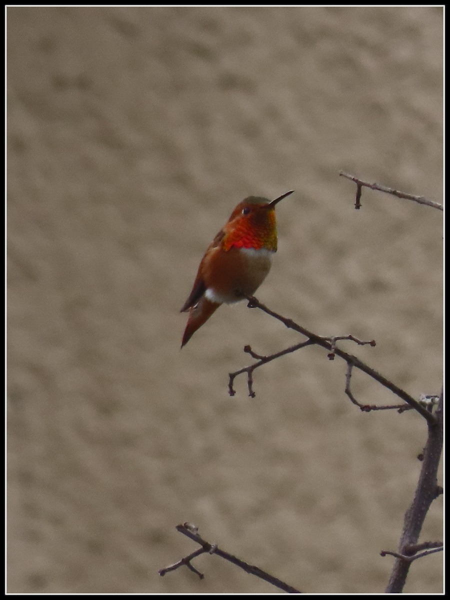 Allen's Hummingbird - ML646929816