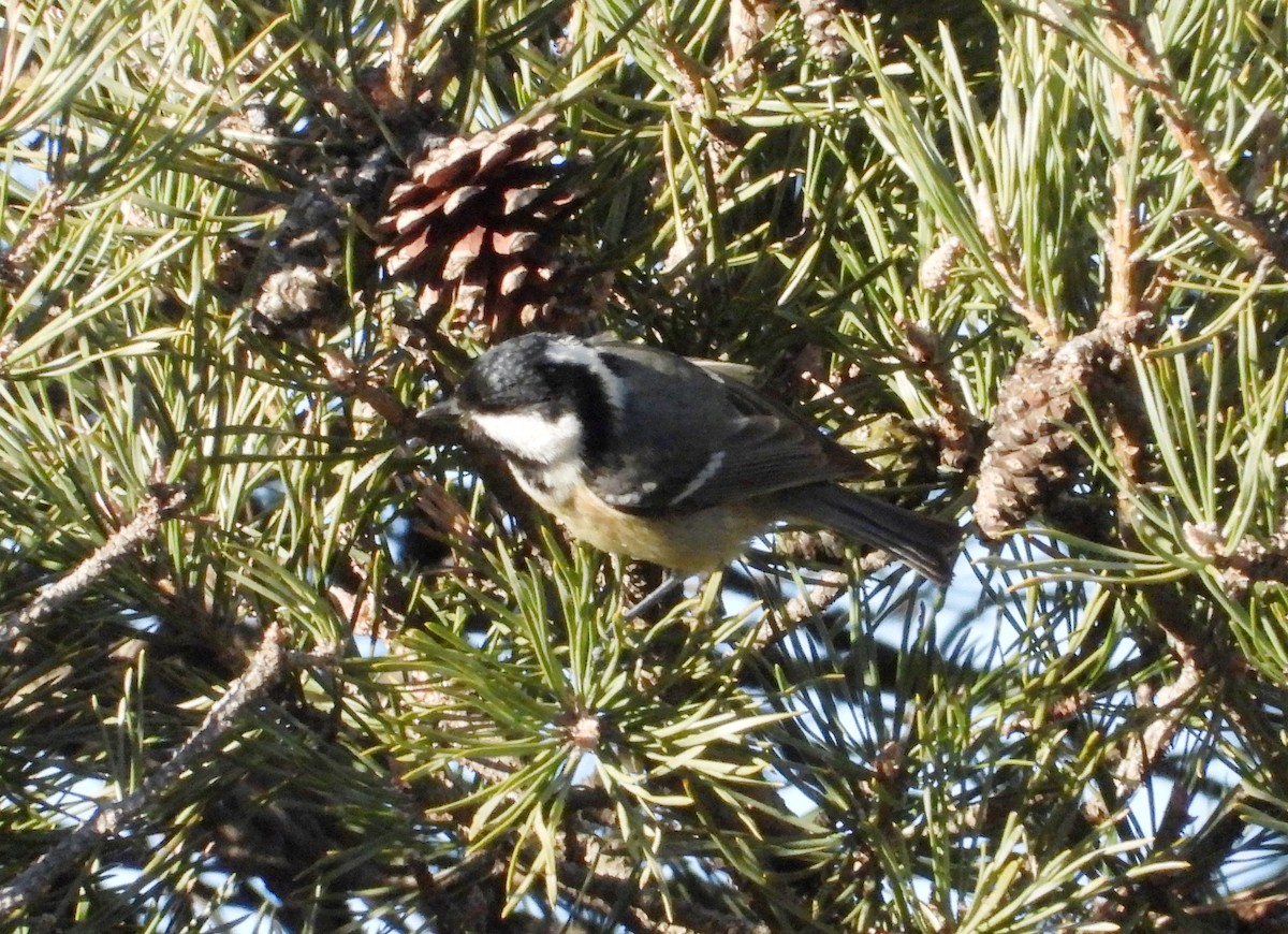 Carbonero Garrapinos - ML646929822