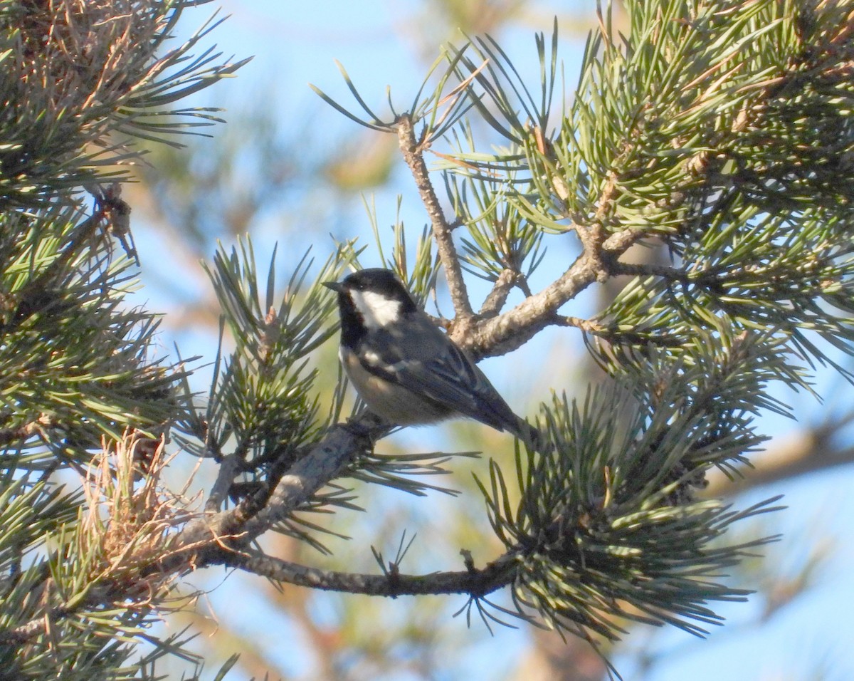 Carbonero Garrapinos - ML646929823