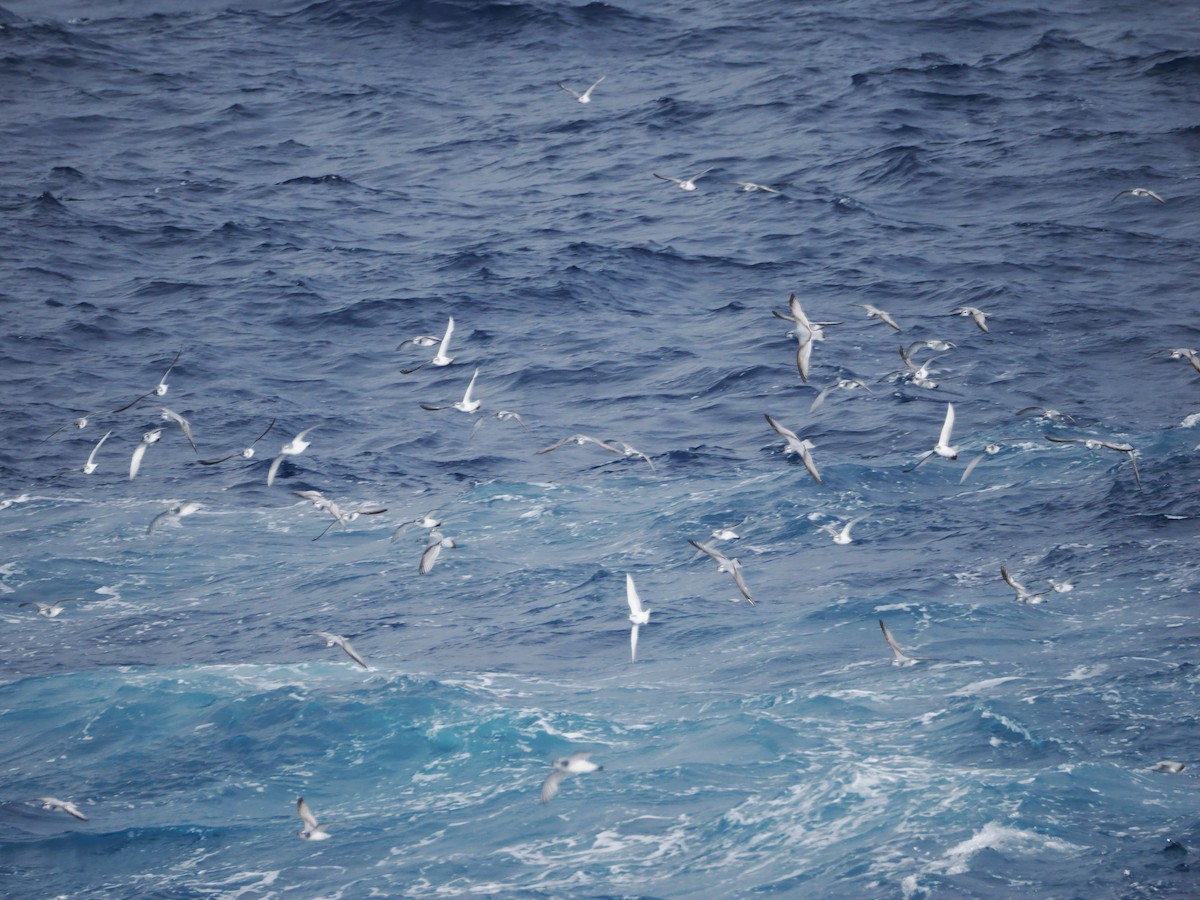 Antarctic Prion - ML646929829