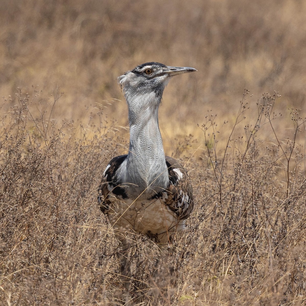 Riesentrappe - ML646929832