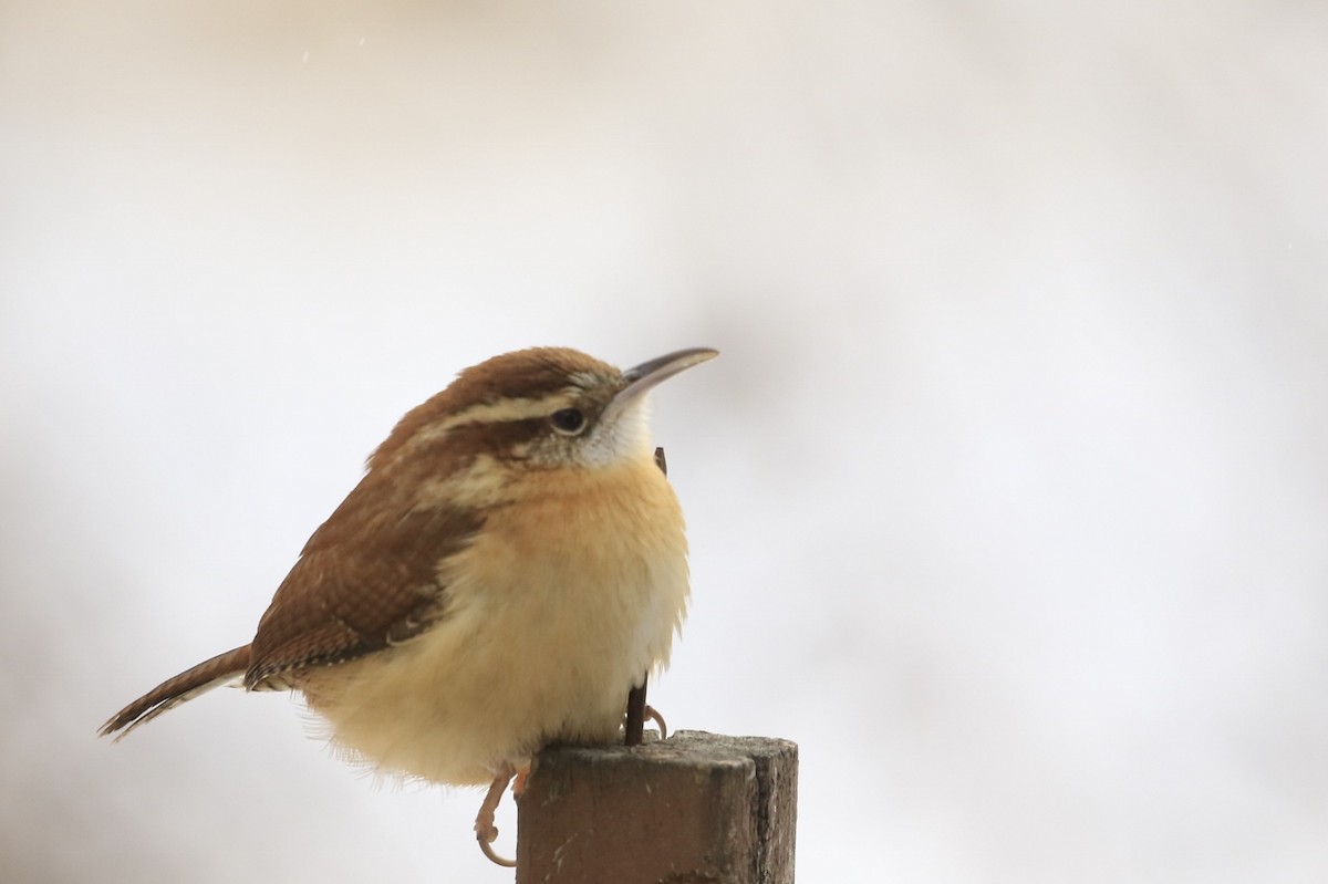 Karolina Çıtkuşu - ML646929834