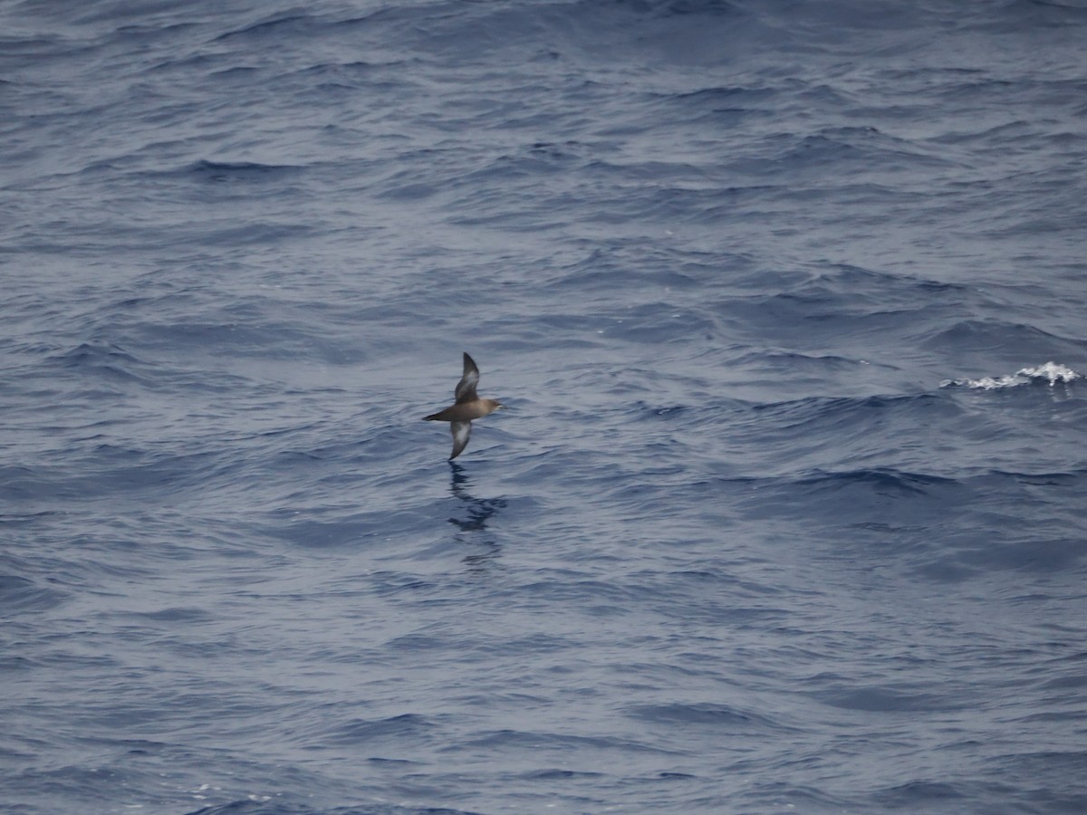 Sooty Shearwater - ML646929835