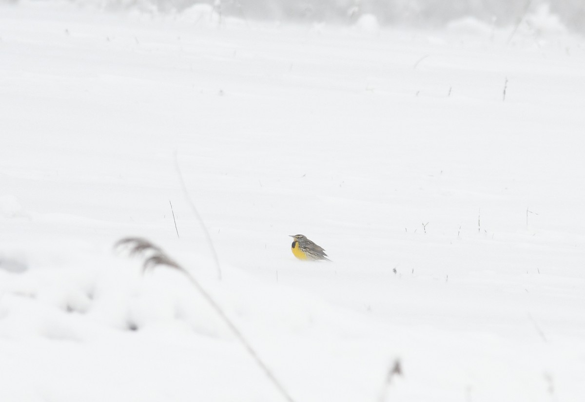 englerketrupial (magna gr.) - ML646929837