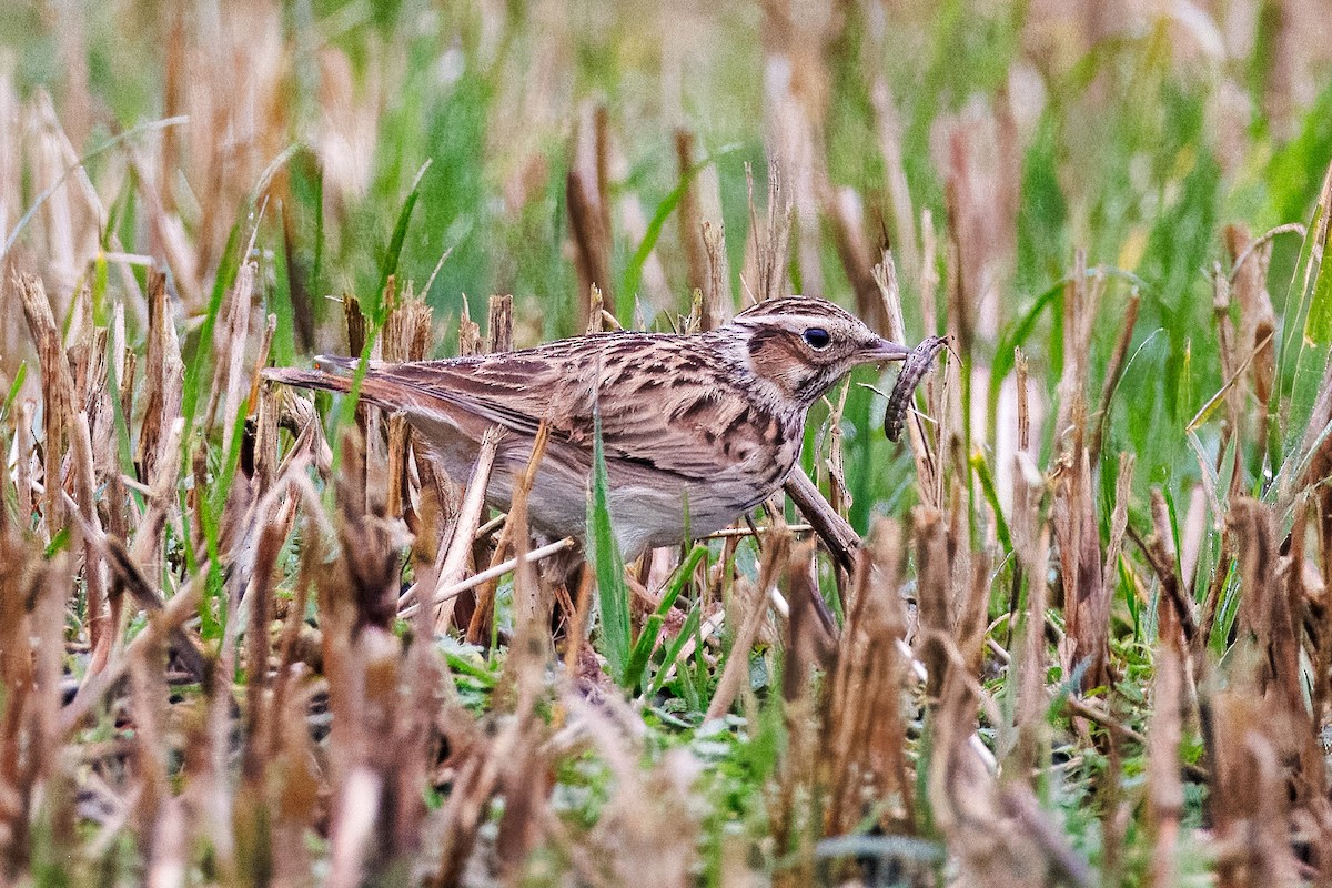 Wood Lark - ML646929842