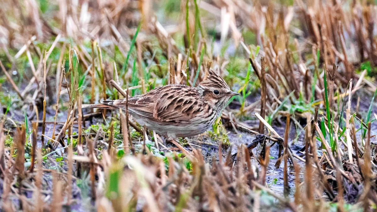 Wood Lark - ML646929843