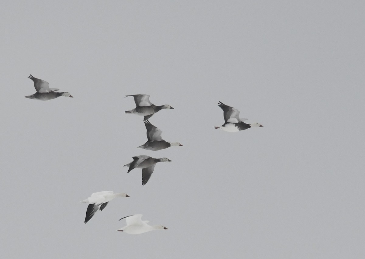 snøgås - ML646929845