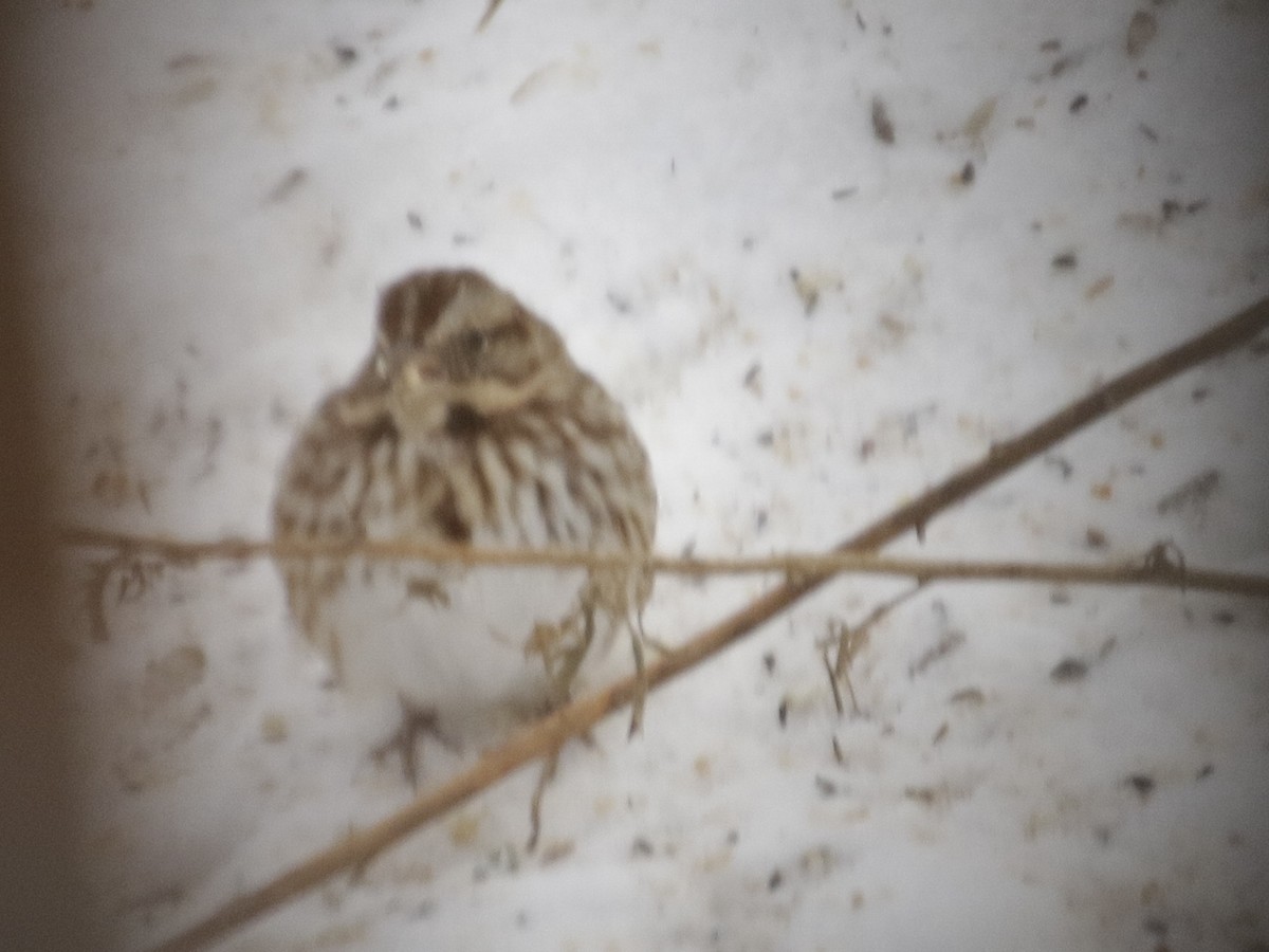 Ötücü Serçe - ML646929846