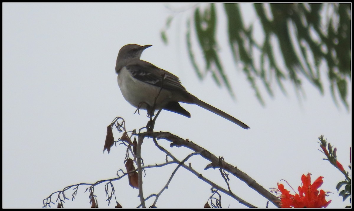 Пересмішник багатоголосий - ML646929847