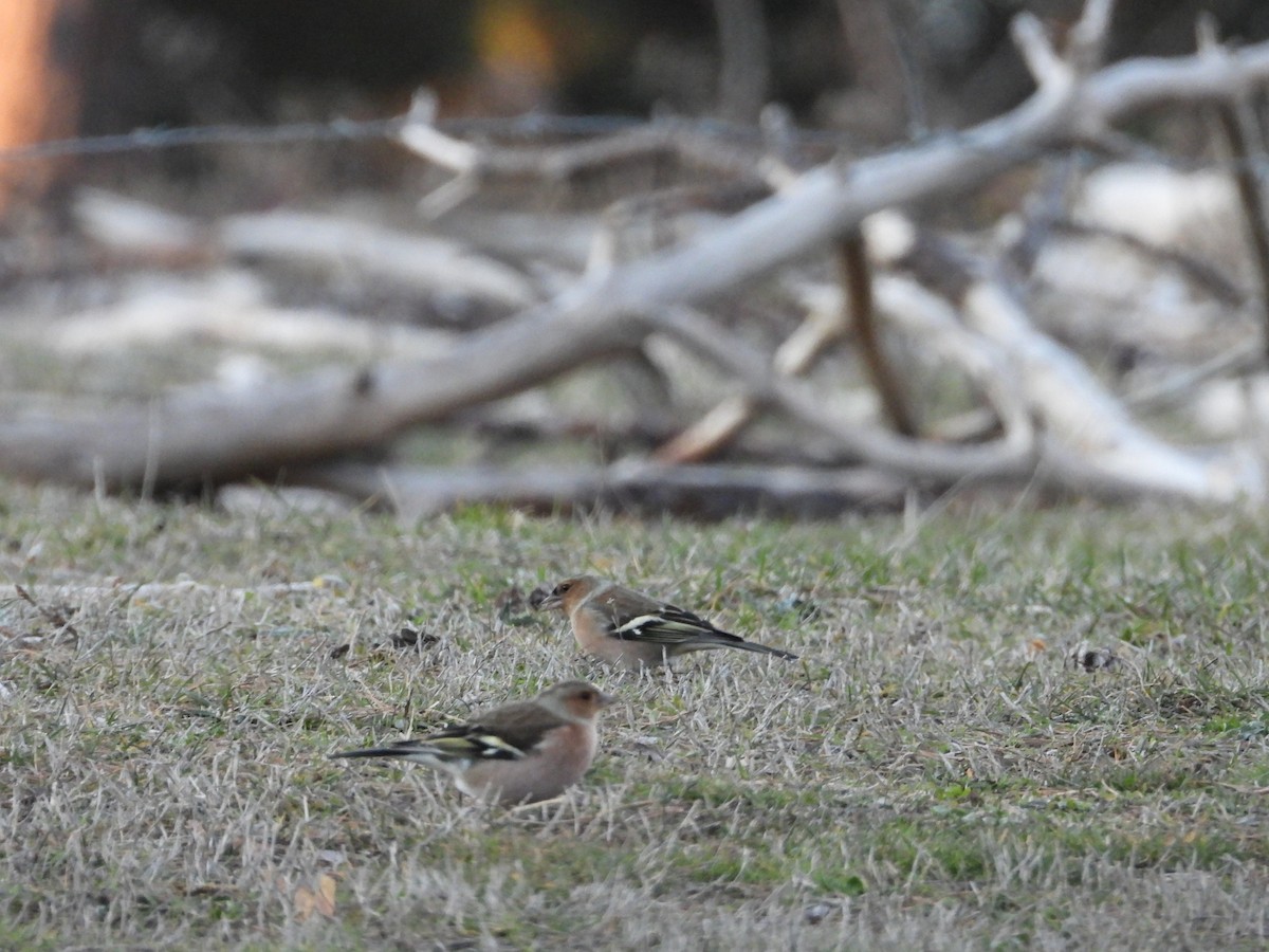 ズアオアトリ - ML646929850