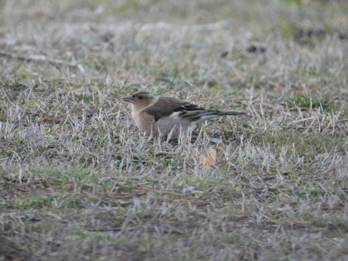 ズアオアトリ - ML646929852