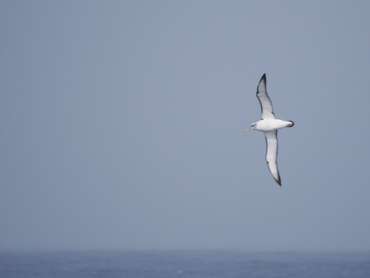 White-capped Albatross - ML646929853