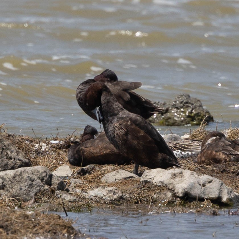 Southern Pochard - ML646929864