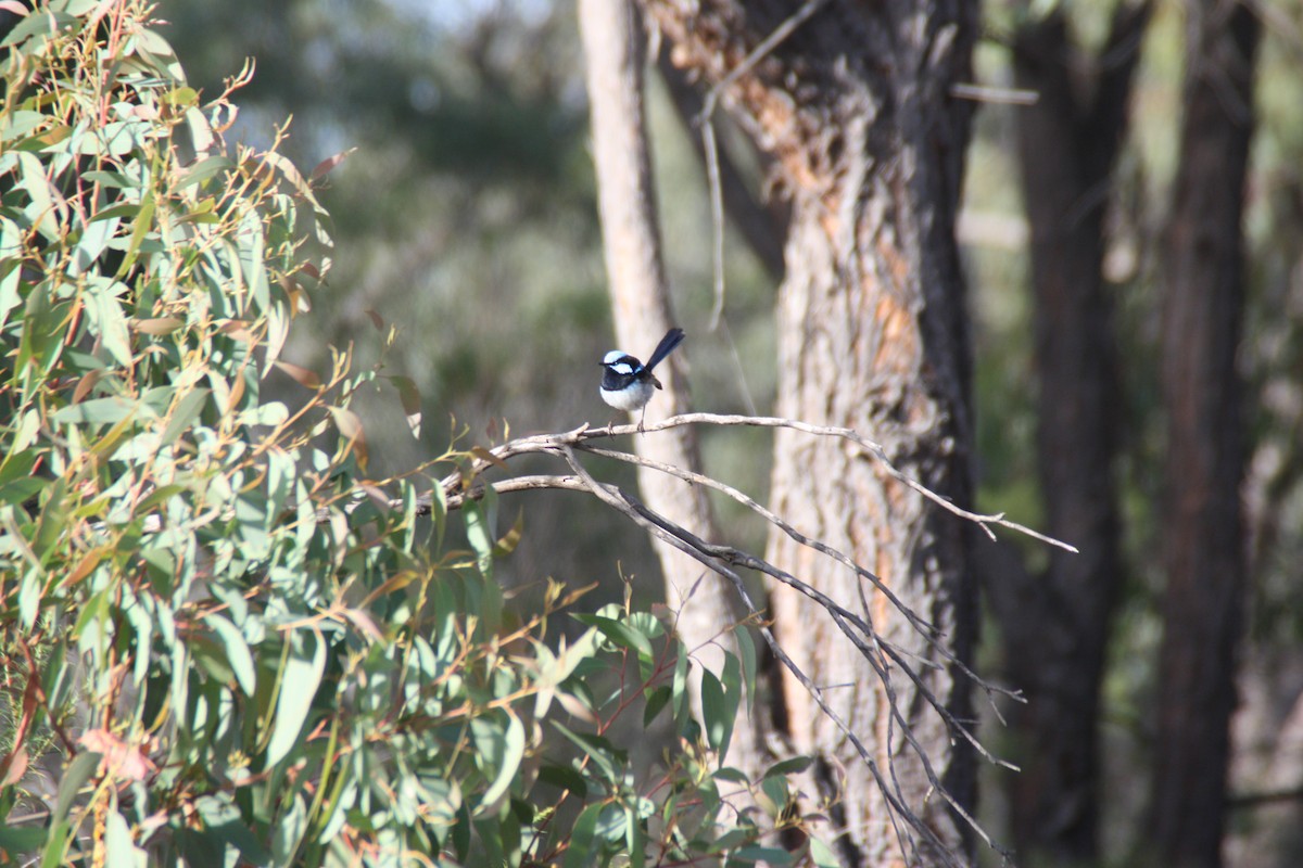 Superb Fairywren - ML646929865