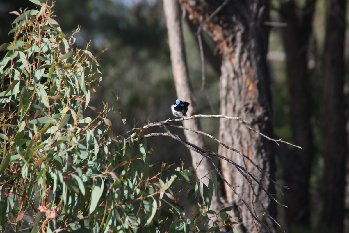 Superb Fairywren - ML646929872
