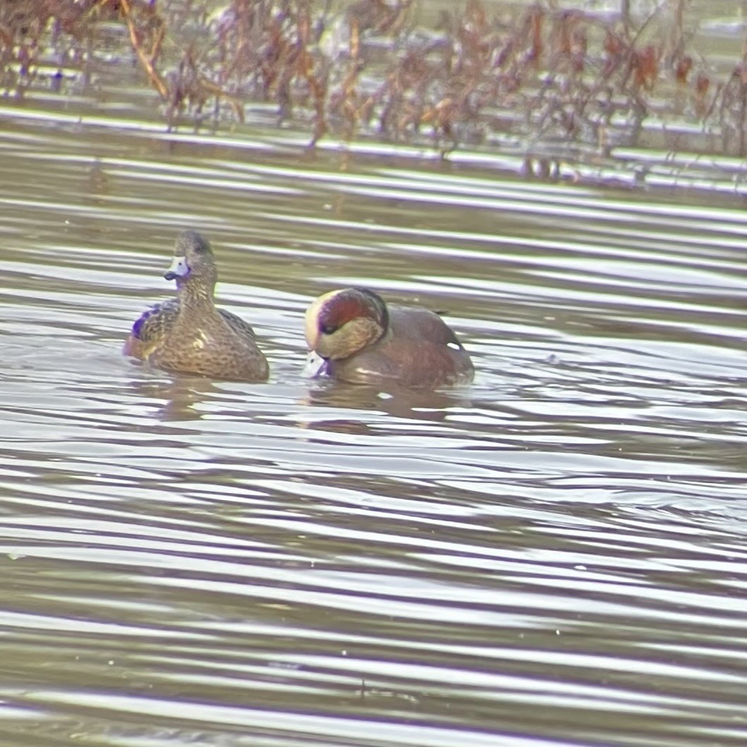 Eurasian x American Wigeon (hybrid) - ML646929873