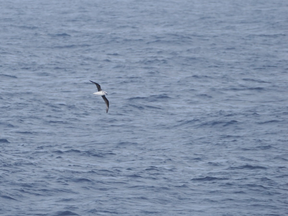 White-headed Petrel - ML646929877