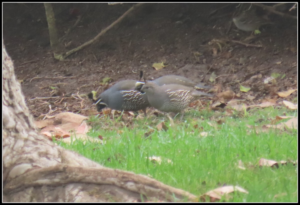 Перепелиця каліфорнійська - ML646929878