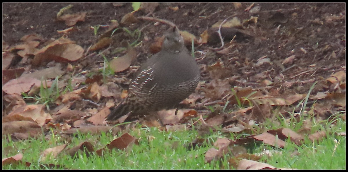Перепелиця каліфорнійська - ML646929879