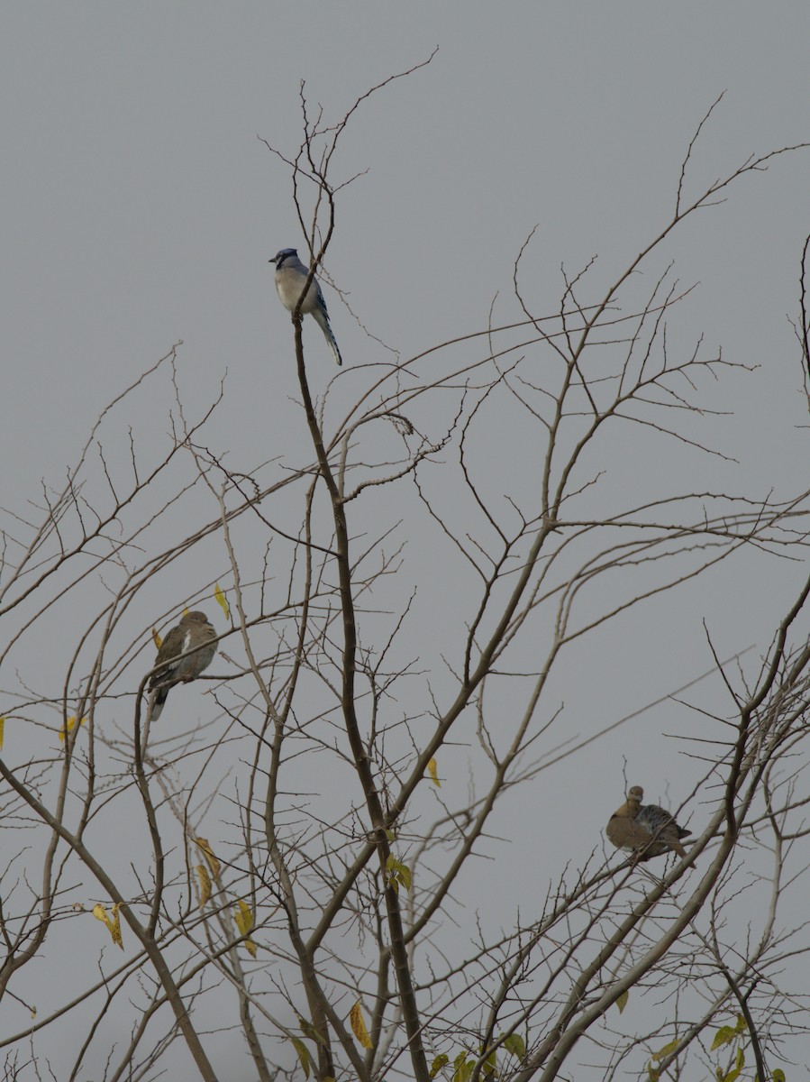 Blue Jay - ML646929881