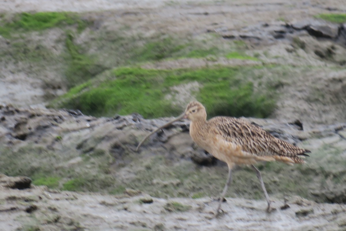 Kurlinta amerikarra - ML646929882