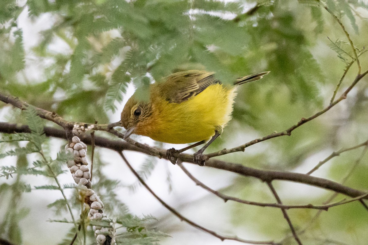 Yellow Thornbill - ML646929883
