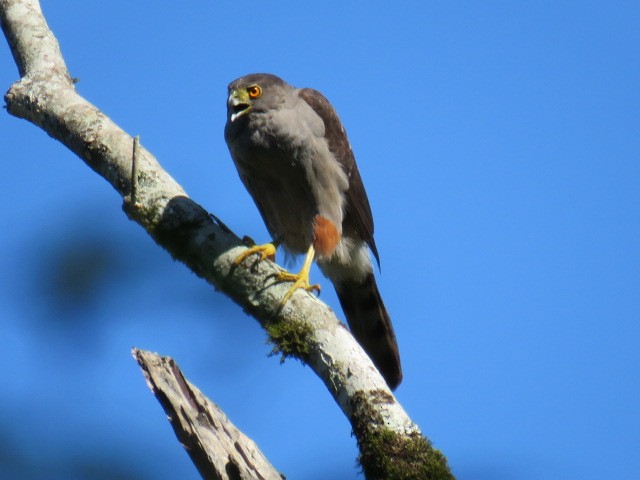 Bicolored Hawk - ML646929895