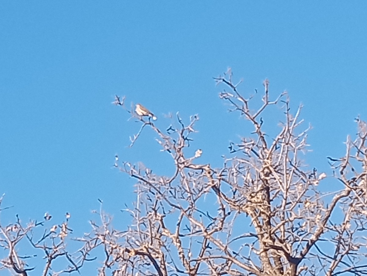 ハジロバト - ML646929896