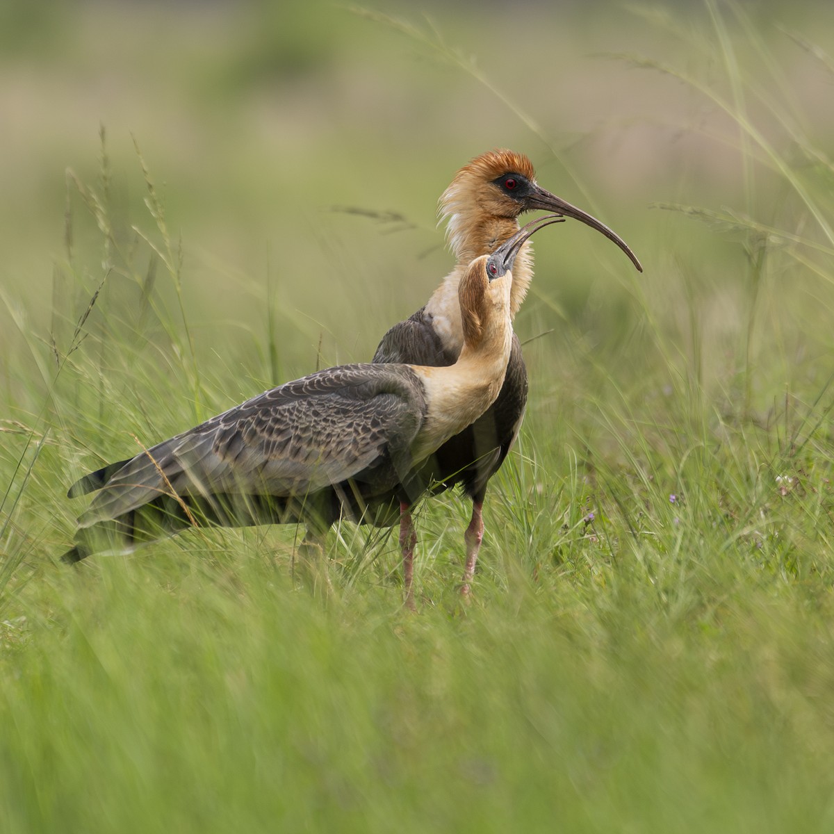 クロハラトキ - ML646929900