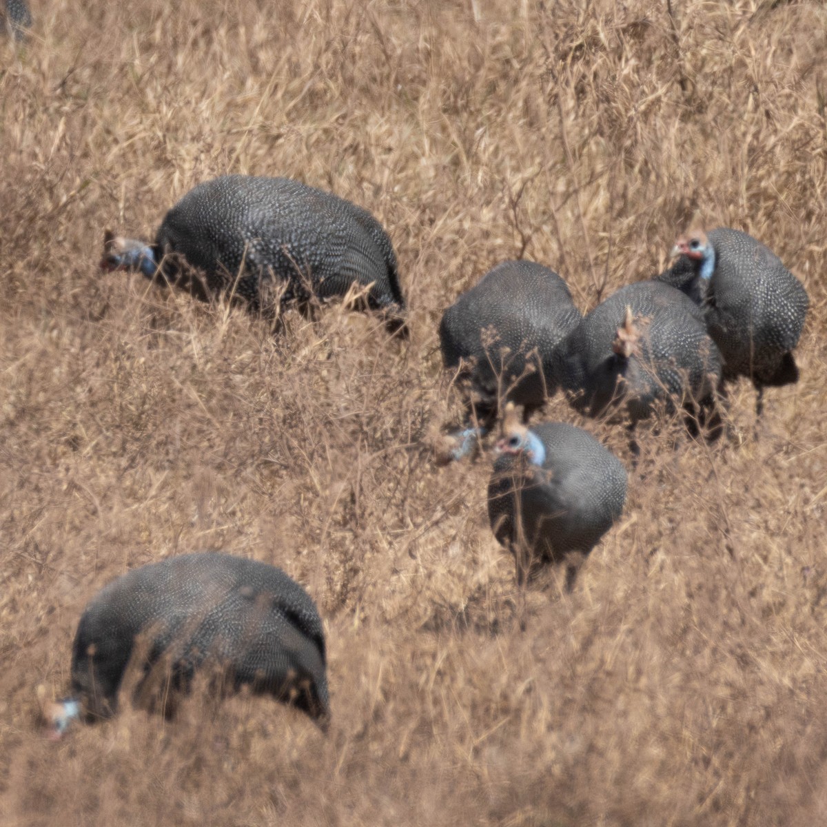 Eastern Crested Guineafowl - ML646929902