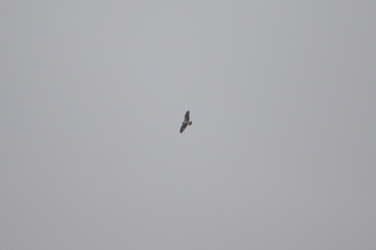 ミサゴ - ML646929903