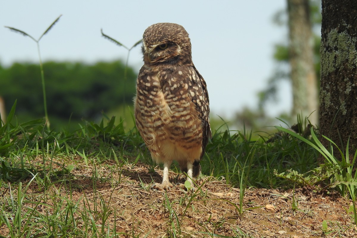 アナホリフクロウ - ML646929905