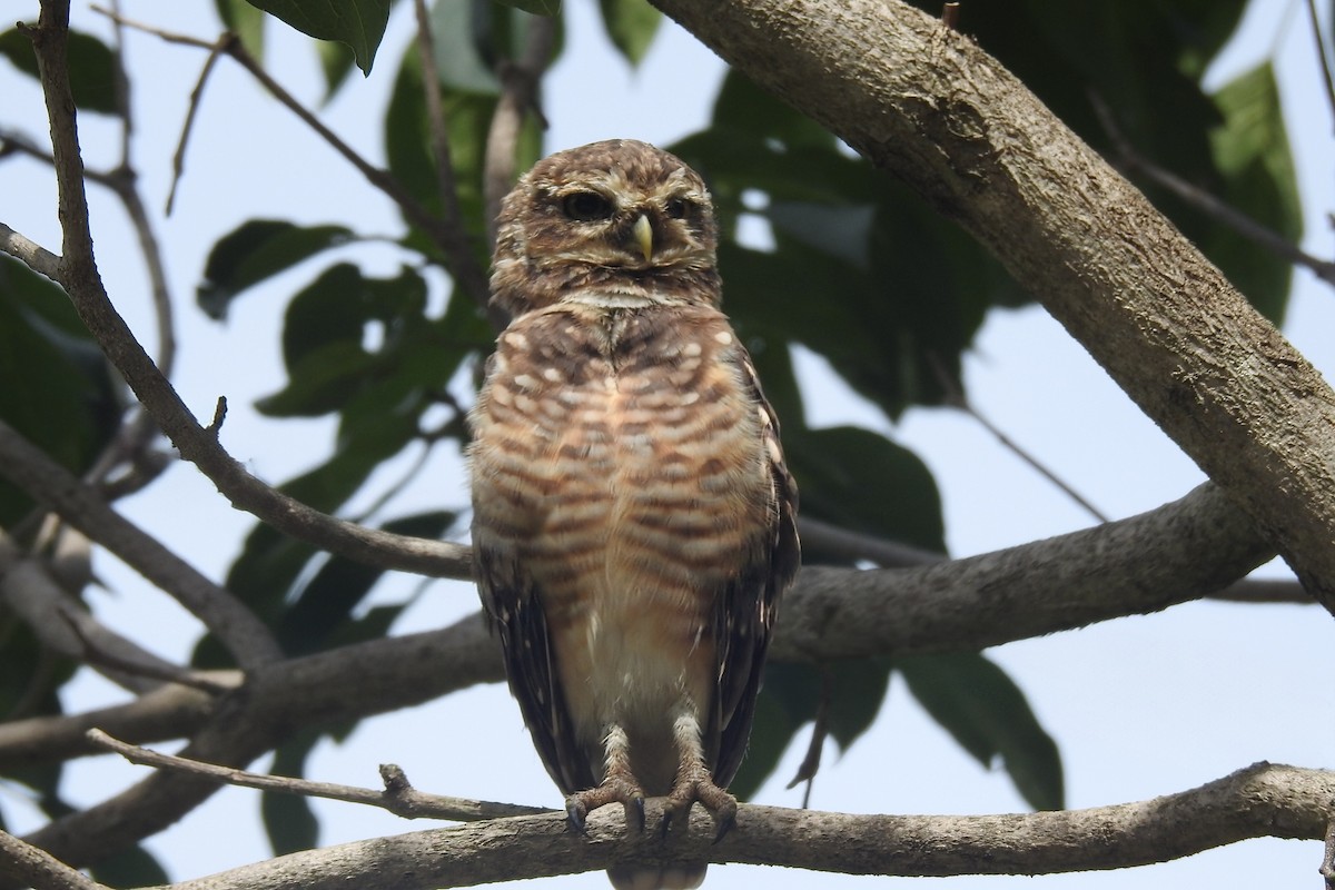 アナホリフクロウ - ML646929906