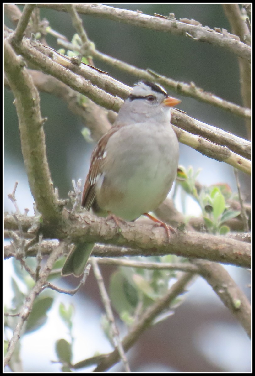 ミヤマシトド - ML646929907