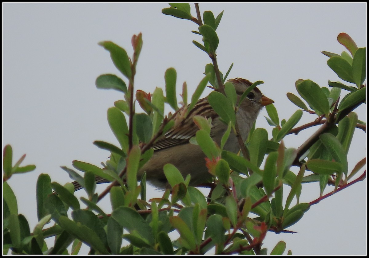ミヤマシトド - ML646929908