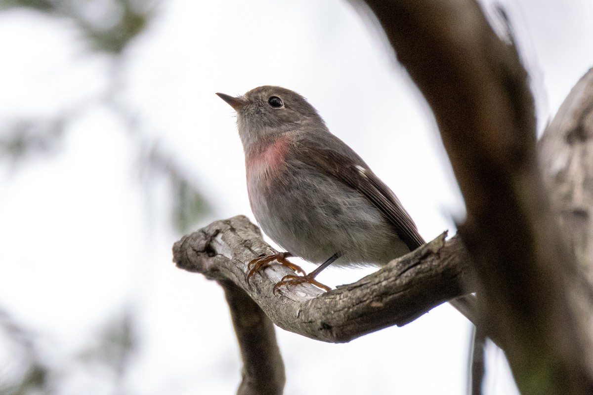 ハイイロサンショクヒタキ - ML646929910