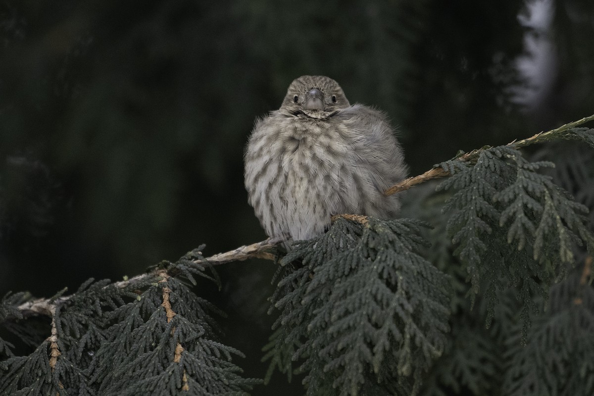 メキシコマシコ - ML646929911