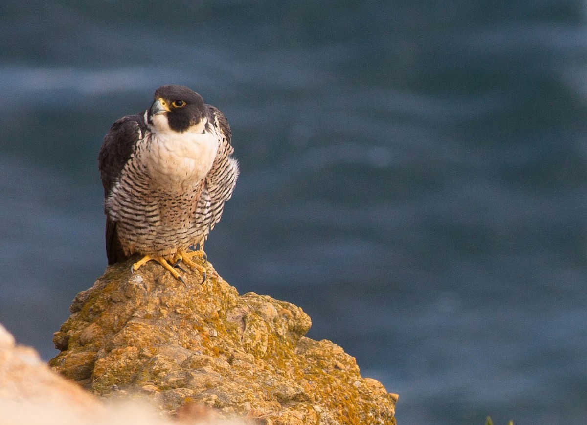 ハヤブサ - ML646929913